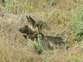 Wild Dog Botswana